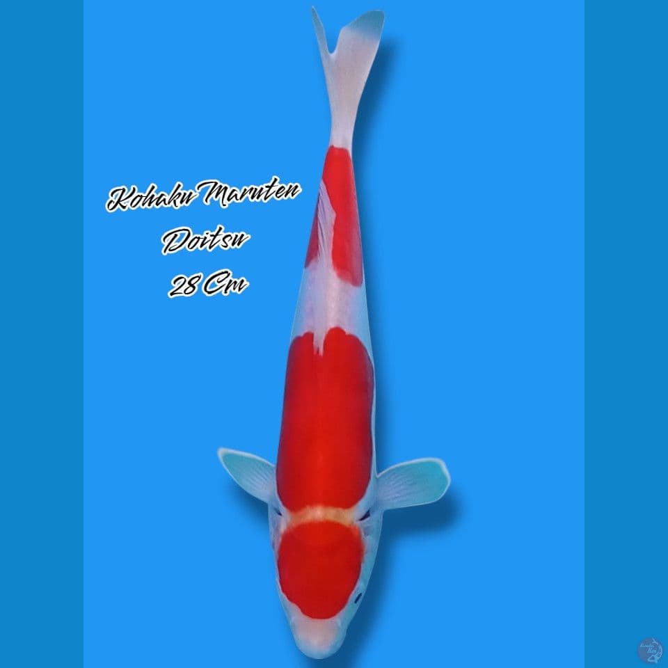 Kohaku Maruten Doitsu 