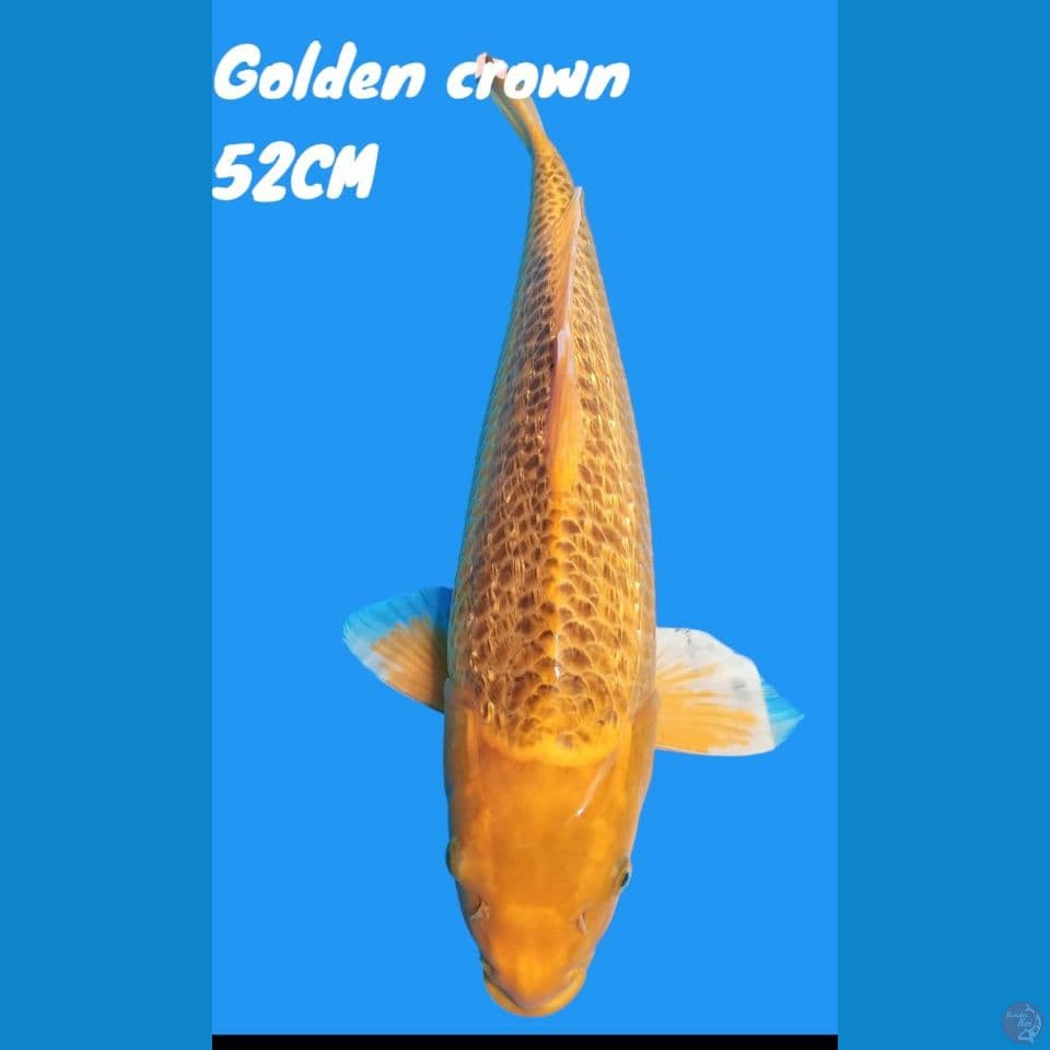 karasi jagung 