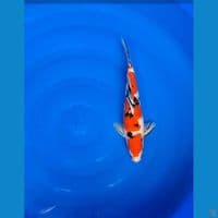 SANKE ORI 33CM JANTAN