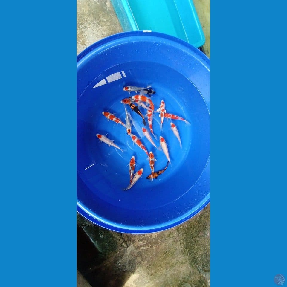 SIZE 16-21cm 20 ekor