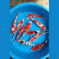 paket Doitsu sisik 25-29 cm