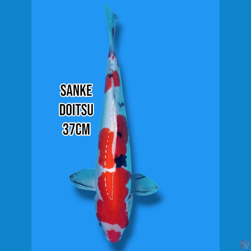 Sanke Doitsu 
