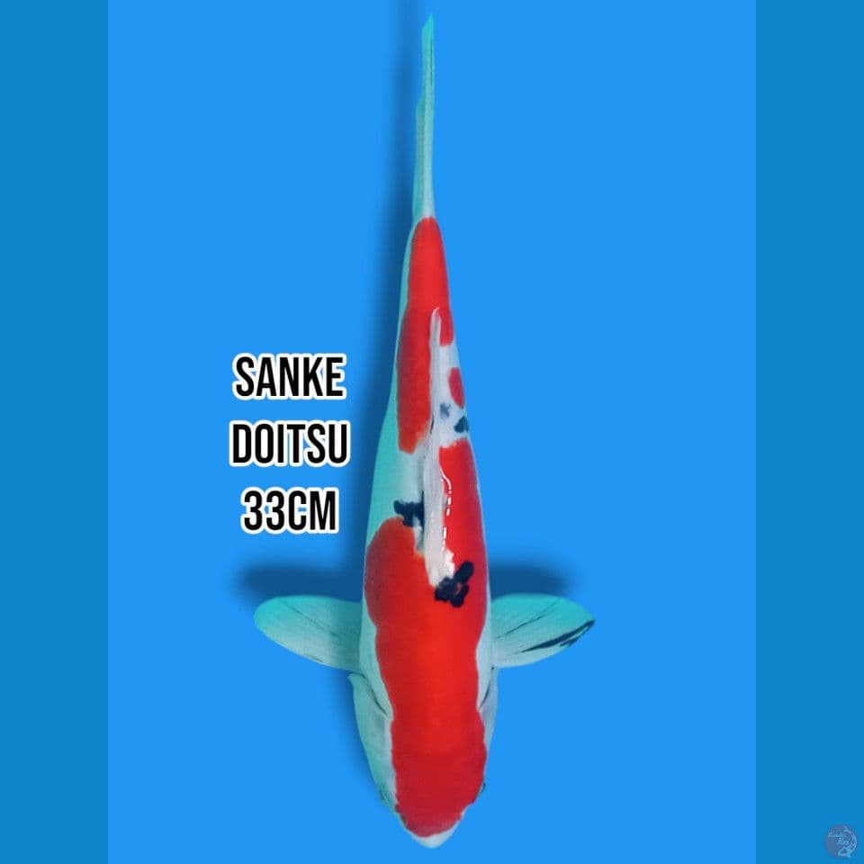 Sanke Doitsu 