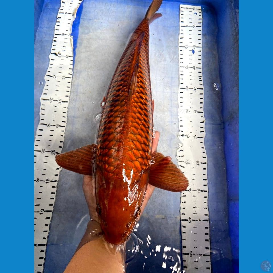 chagoi 47cm jantan