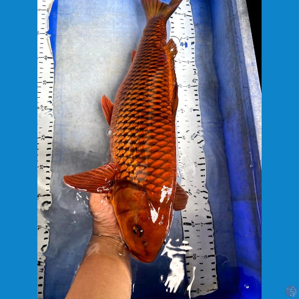 chagoi 47cm jantan