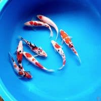 paket showa kohaku 16-18cm