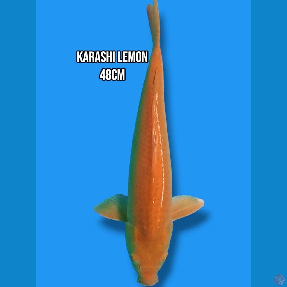 Karashi Lemon 