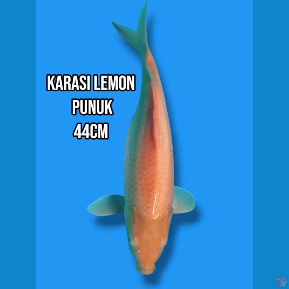 Karashi Lemon Punuk