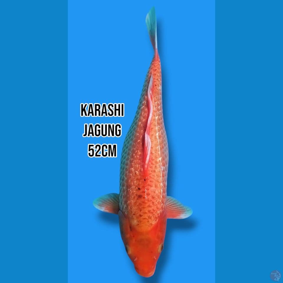 Karasi Jagung 