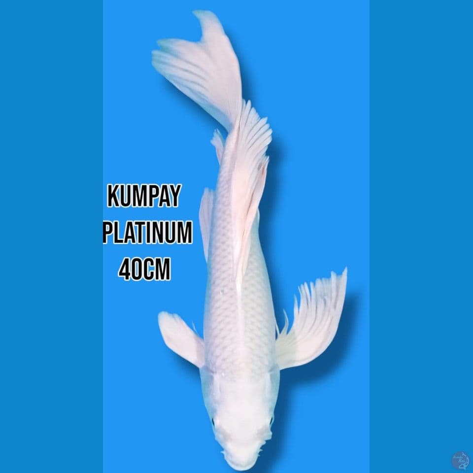 Kumpay Platinum