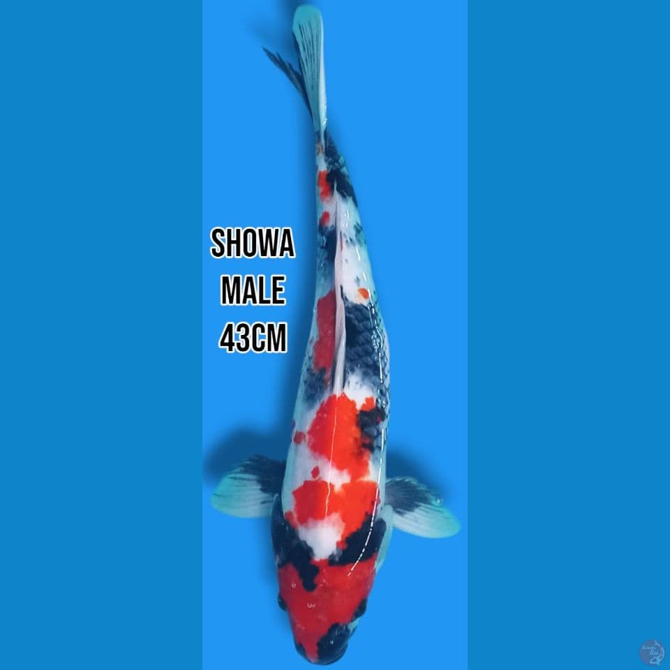 Showa