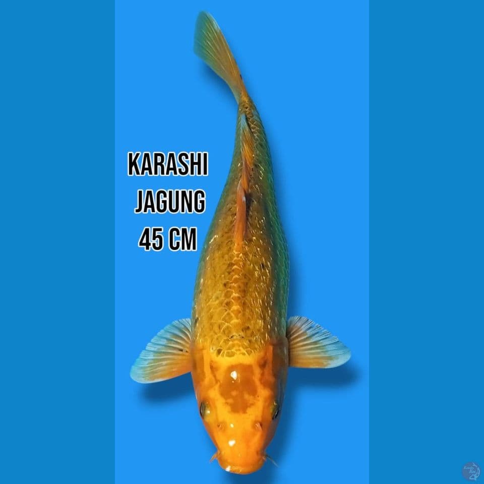 Karashi Jagung 