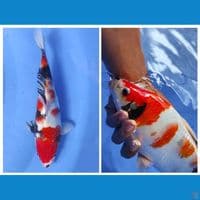 showa punuk 29cm