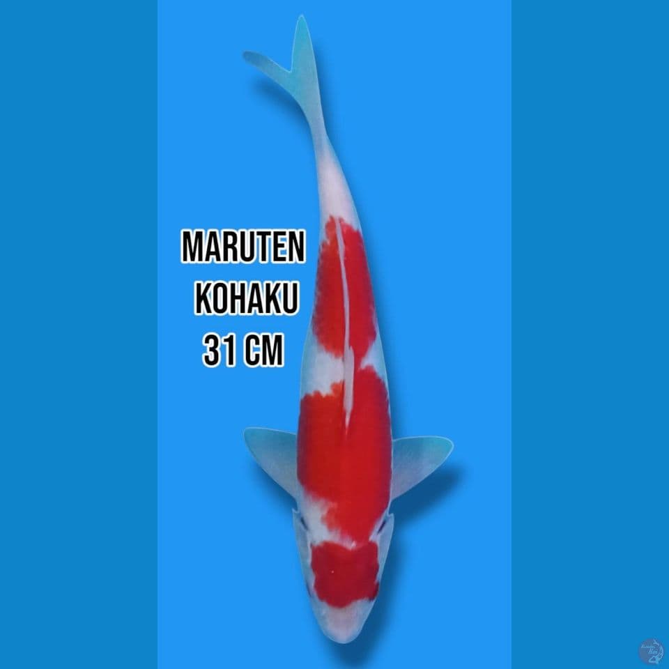 Maruten Kohaku 