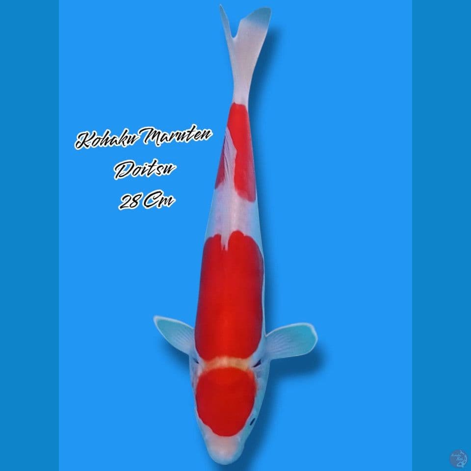 Maruten Kohaku 