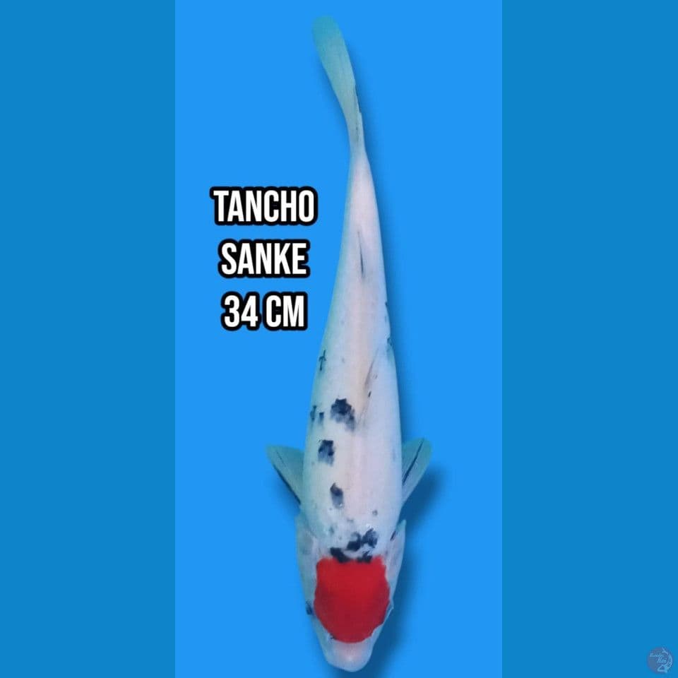 Tancho Sanke 