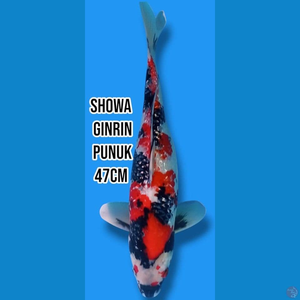 Showa Ginrin Punuk 