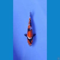 maruten showa petir 17cm