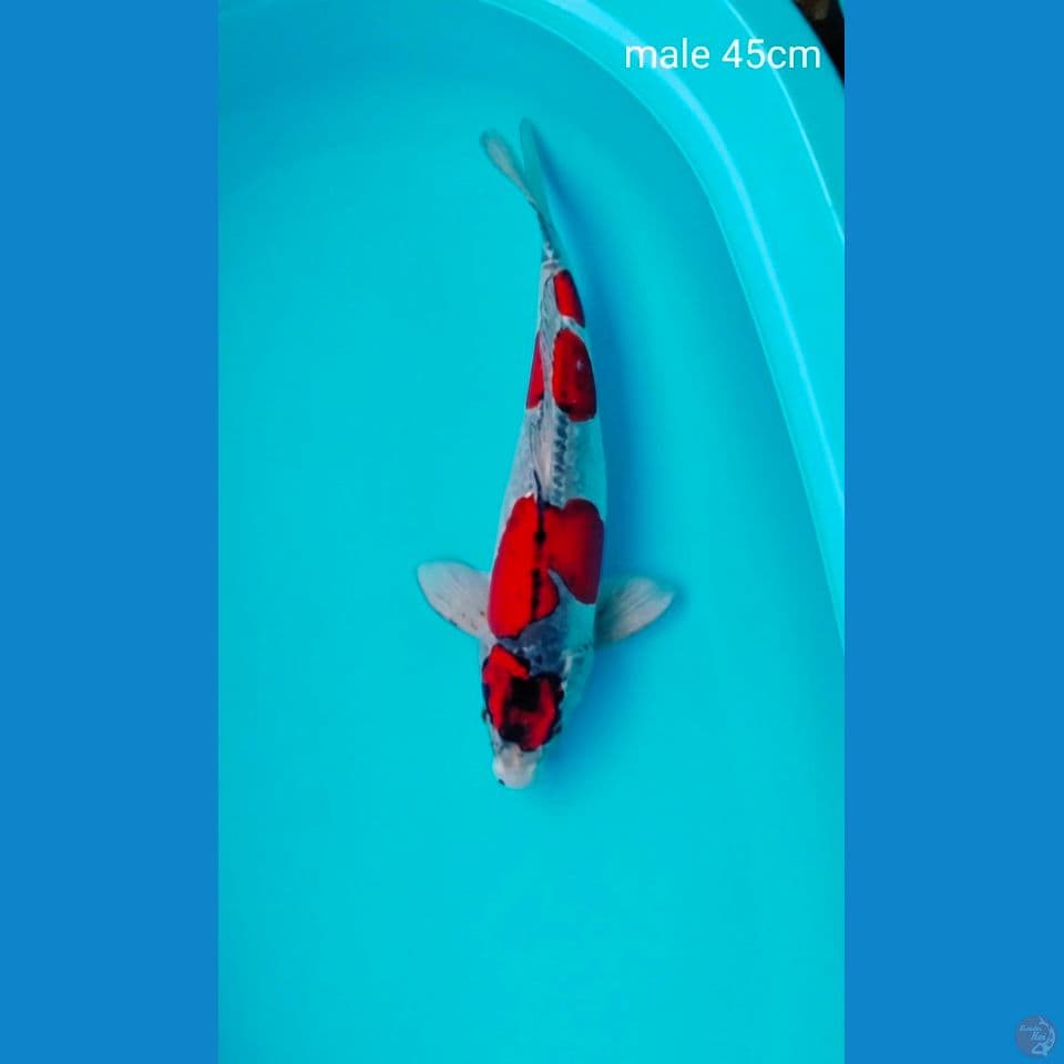 benikiko male 45cm 