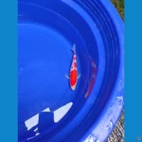Kohaku Yondan Original Show Quality Male 20cm™