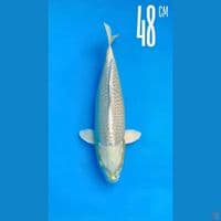 Ogon 48CM Line Momotaro 100cm