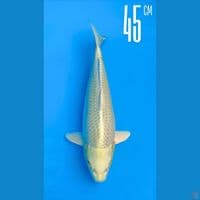 Ogon 45cm Line Momotaro 100cm
