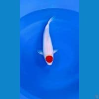 ORIGINAL TANCHO KOHAKU
