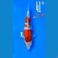 Sanke Ginrin Matsue 41cm serti Matsue