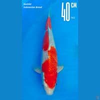 Goshiki 40cm Male Indo breeder