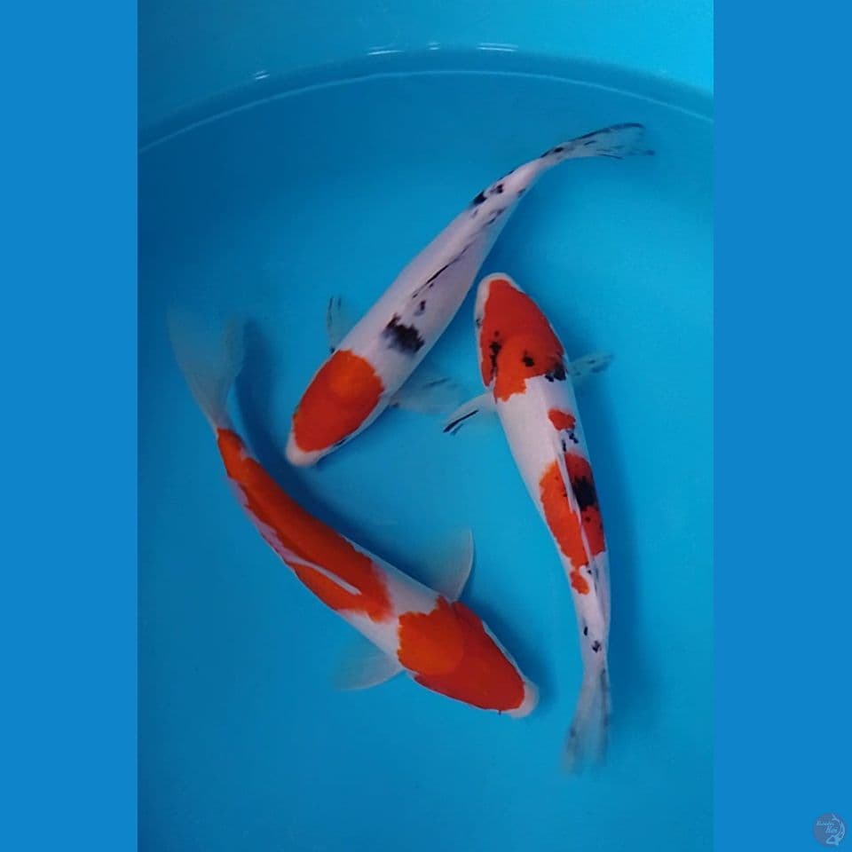 kohaku sanke size : 26 38cm