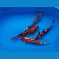30-37cm - 4 ekor mix koi showa asagi