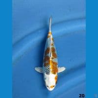 20cm - bl kaneko kujaku 