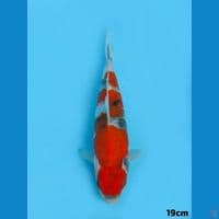 19cm Showa Tategoi 1 