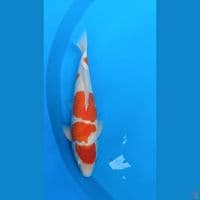 Kohaku Akf 4step 50cm Male