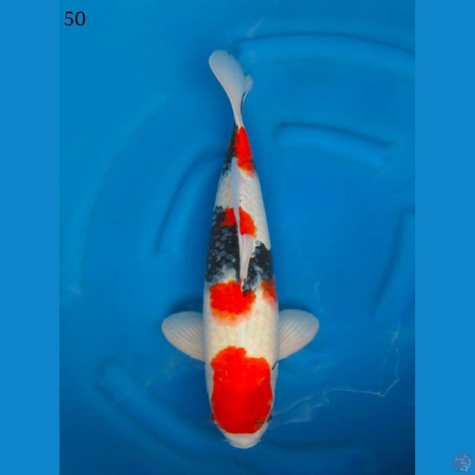 50cm Jumbo Kindai Showa