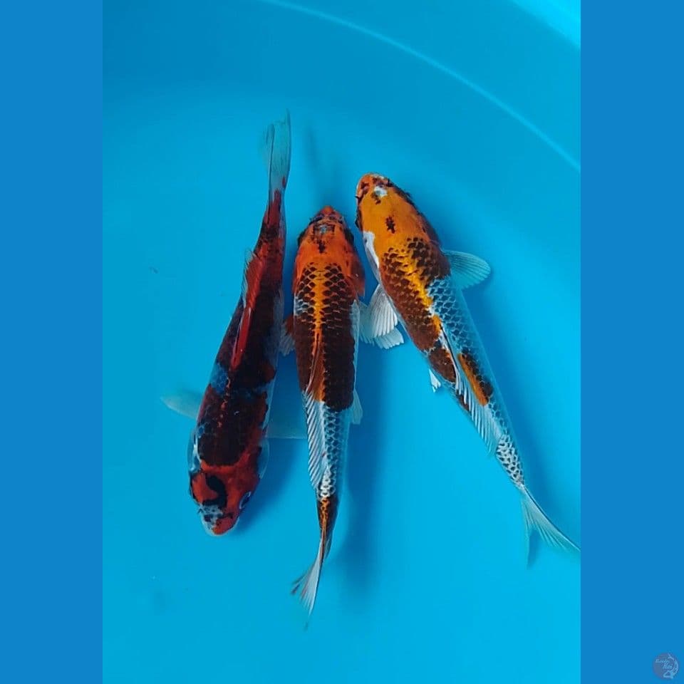 mix size : 23 25cm