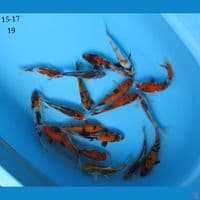 15-17cm - mix koi 19 ekor 