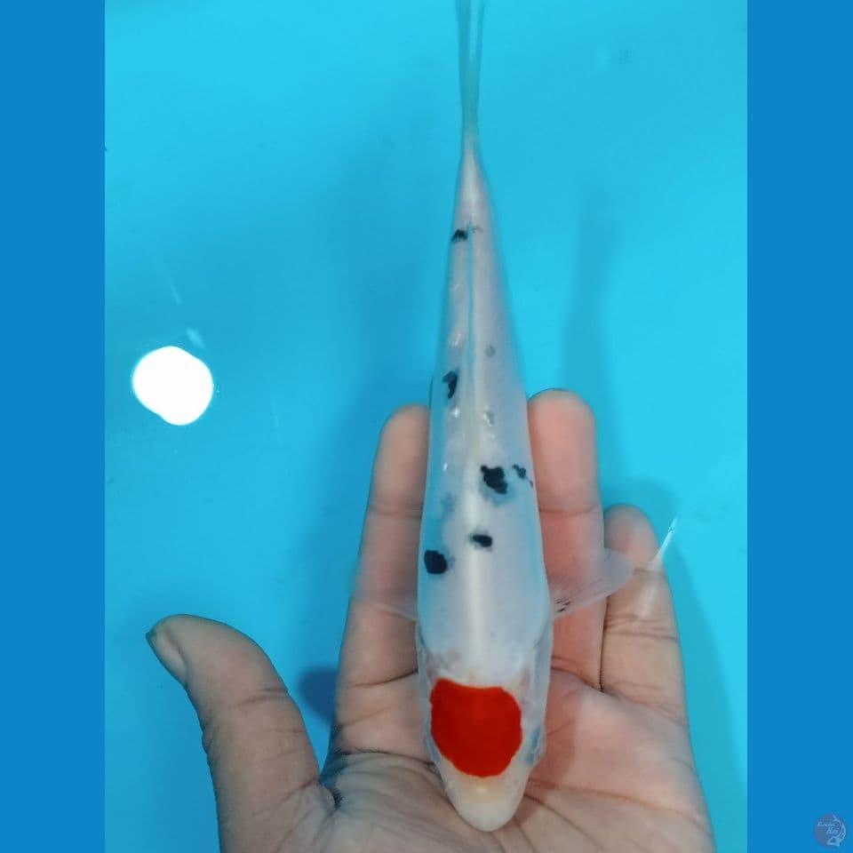 TANCO SANKE DOIT 17 CM 