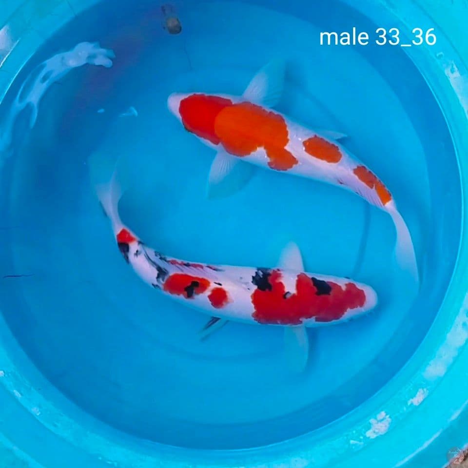 orijinal all male 33_36cm