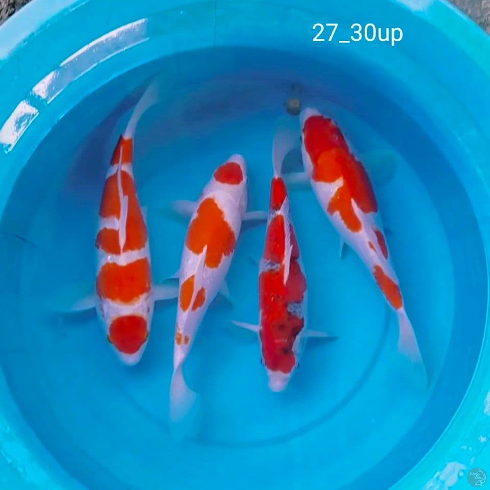 ciamik 27_30up 