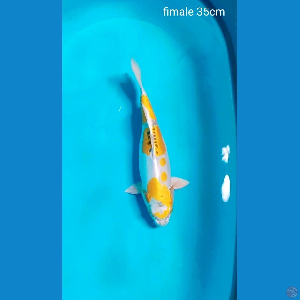 kikokuryu fimale 35