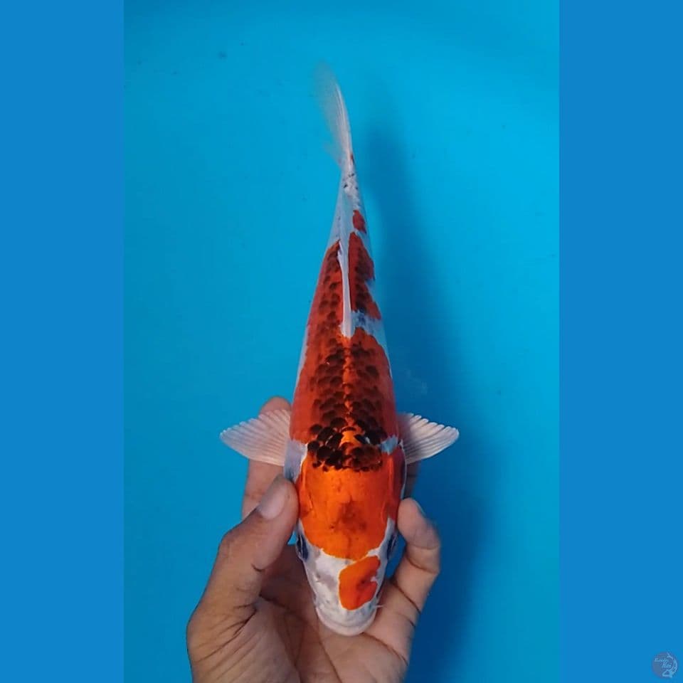 kujaku size : 25cm
