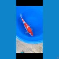 Kohaku 45cm. Female