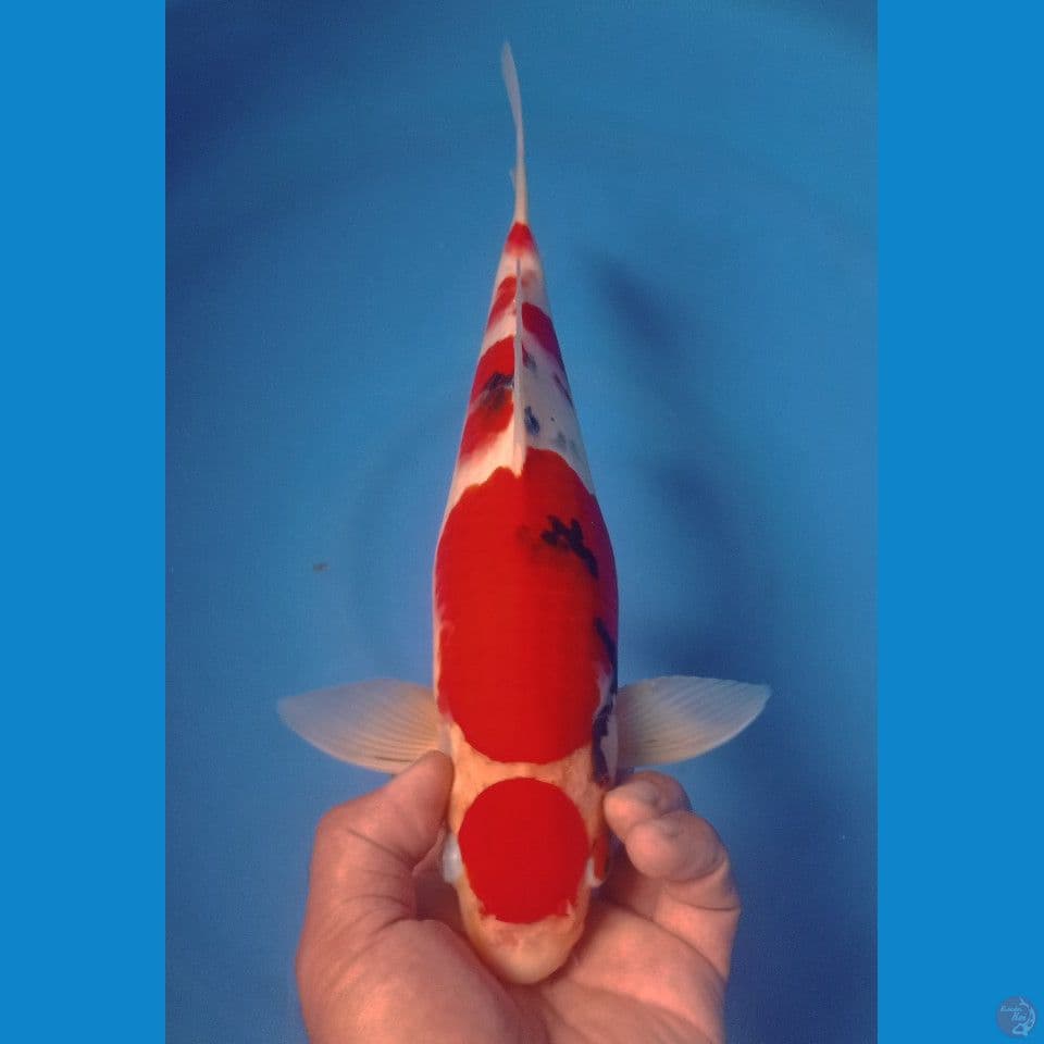 SANKE 37CM