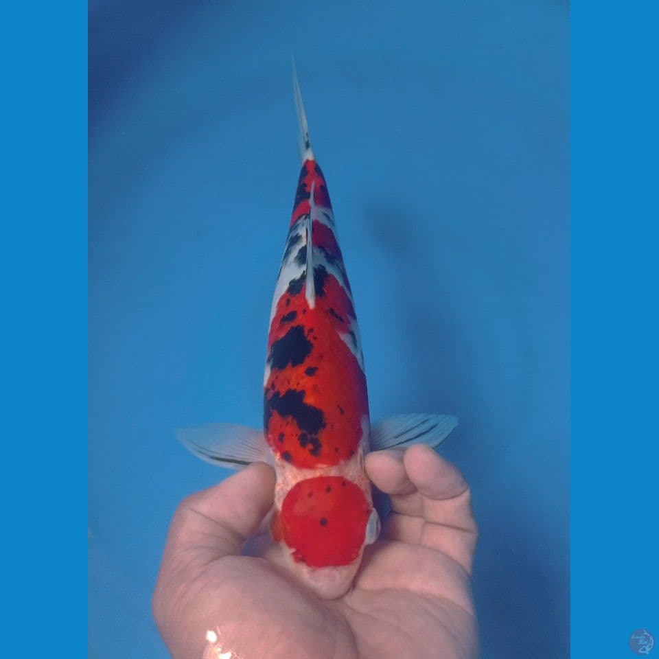 SANKE 30CM