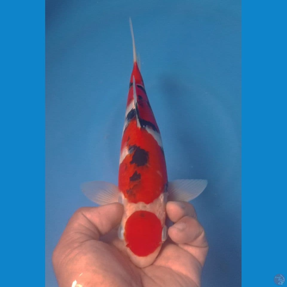 SANKE 29CM