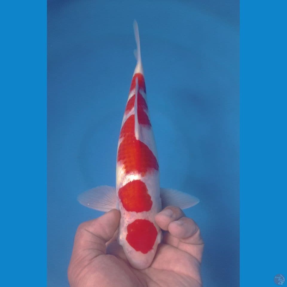 KOHAKU 30CM