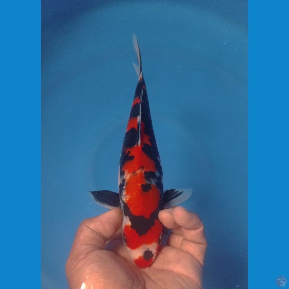 SHOWA,SANKE 28CM