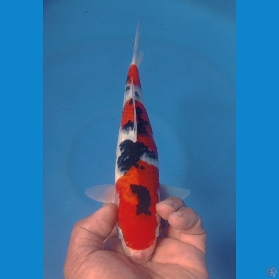 SANKE 28CM
