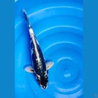 kawarimono doitsu 35cm